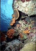 Bonaire 34